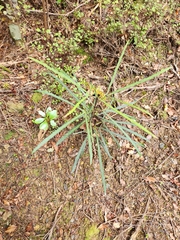 Pseudopanax crassifolius × lessonii