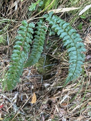 Polystichum stenophyllum