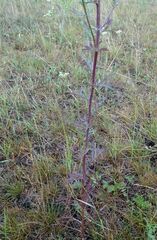 Centaurea pseudomaculosa