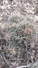 Coryphantha