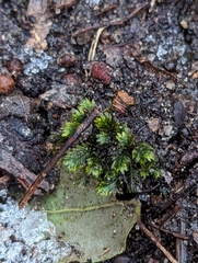 Fissidens taxifolius