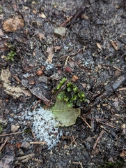 Fissidens taxifolius