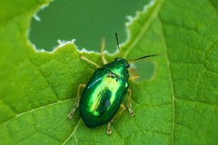 Colaspis laeta
