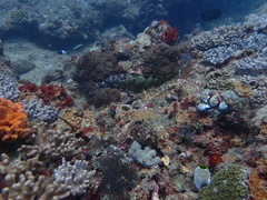 Epinephelus spilotoceps
