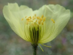 Papaver lapponicum