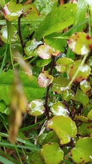 Gaultheria antipoda
