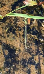 Ischnura aurora aurora