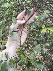 Planera aquatica