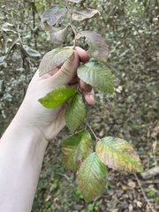 Planera aquatica