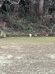 Nycticorax nycticorax