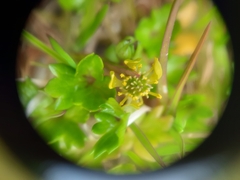 Ranunculus crassipes