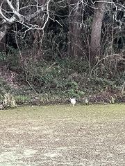 Nycticorax nycticorax