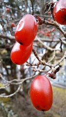 Cornus officinalis