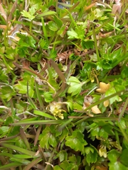 Ranunculus crassipes