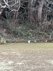 Nycticorax nycticorax