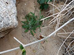 Lyrocarpa coulteri