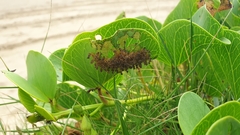 Aspidimorpha puncticosta