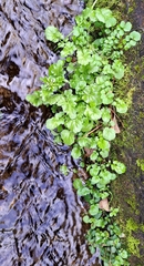 Nasturtium officinale
