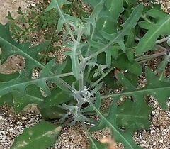 Lyrocarpa coulteri