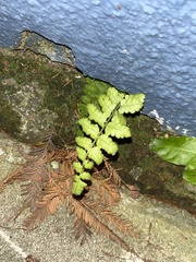 Deparia petersenii