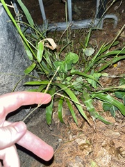 Paspalum langei