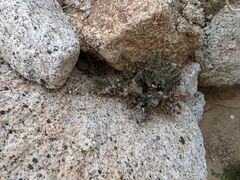 Myriopteris parryi