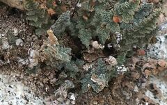 Myriopteris parryi