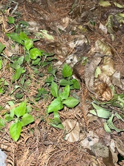 Calyptocarpus vialis