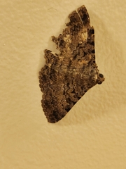 Polydesma
