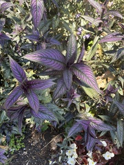 Strobilanthes auriculata dyeriana