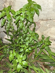 Parietaria floridana
