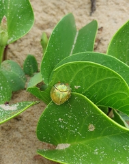 Aspidimorpha puncticosta