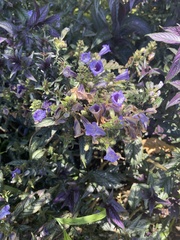 Strobilanthes auriculata dyeriana