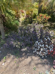 Strobilanthes auriculata dyeriana