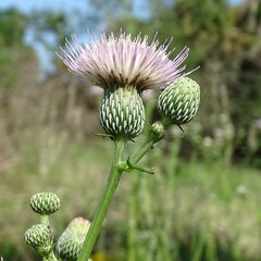 Cirsium nuttallii