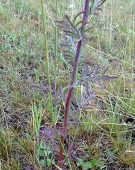 Centaurea pseudomaculosa