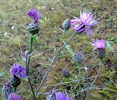 Centaurea pseudomaculosa