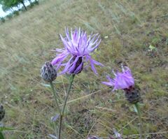Centaurea pseudomaculosa