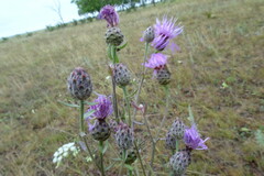 Centaurea pseudomaculosa