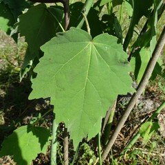 Hibiscus grandiflorus