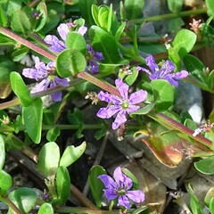 Lythrum flagellare