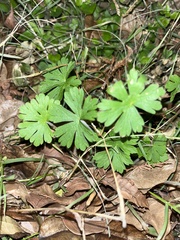 Geranium carolinianum