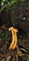 Pseudohygrocybe