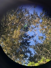 Aphelocoma californica