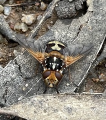 Microtropesa sinuata