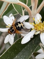 Microtropesa sinuata