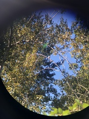 Aphelocoma californica