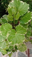 Polyscias balfouriana