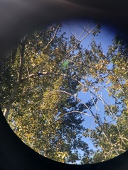 Aphelocoma californica