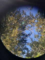 Aphelocoma californica